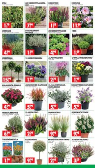 Hortensie im Wreesmann Prospekt "DEIN SAISON- & SONDERPOSTENMARKT!" mit 8 Seiten (Dresden)