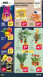 Tomaten im Netto mit dem Scottie Prospekt Günstig. Besser. Für Dich. auf S. 2