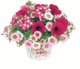 Sommerblumen 'Trio Confetti' bei toom Baumarkt im Bielefeld Prospekt für 3,99 €