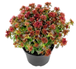 Sedum „Rosen-teppich“ im Angebot bei Thomas Philipps in Düren Sedum „Rosen-teppich“ Angebote bei Thomas Philipps Düren für 1,99 €