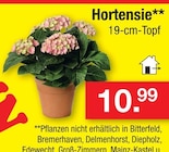 Hortensie im Angebot bei Zimmermann in Celle Hortensie Angebote bei Zimmermann Celle für 10,99 €