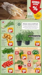 REWE Blumen im Prospekt 