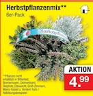 Angebot im Zimmermann Bremen Prospekt Zimmermann Bremen Prospekt mit im Angebot fĂŒr 4,99 âŹ