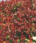 Photinia Fraseri Red Robin en promo chez Carrefour Tourcoing à 5,99 €