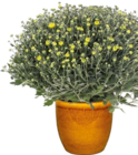 Chrysantheme 'Pistache' im Angebot bei Hornbach in Karlsruhe Chrysantheme 'Pistache' Angebote bei Hornbach Karlsruhe für 7,29 €