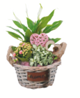 toom Baumarkt Ritterhude - Arrangements zum Muttertag Angebot im Prospekt Arrangements zum Muttertag bei toom Baumarkt im Ritterhude Prospekt für 14,99 €