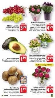 Blumen im aktuellen EDEKA Prospekt (Mannheim) Blumen im EDEKA Prospekt "Aktuelle Angebote" mit 45 Seiten (Mannheim)