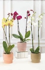 Orchidée 2 tiges en promo chez Super U Orchidée 2 tiges dans le catalogue Super U