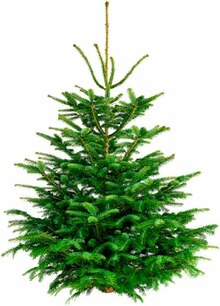 Réveillon De Noël dans le catalogue Colruyt Sapin Nordmann à 21,95 € en promo chez Colruyt