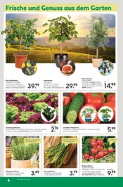 Aktueller BayWa Bau- und Gartenmärkte Prospekt mit Pflanzen, "Hier bin ich gern", Seite 6