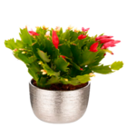 Cactus de Noël Trio - Norma à Colmar Cactus de Noël Trio en promo chez Norma Colmar à 2,99 €