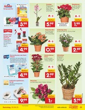 Blumen im Netto Marken-Discount Prospekt in Mühlhausen Aktueller Netto Marken-Discount Prospekt mit Blumen, "Aktuelle Angebote", Seite 37