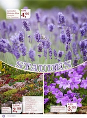 Lavendel im Garten-Center Nordharz GmbH & Co. KG Prospekt in Salzgitter Aktueller Garten-Center Nordharz GmbH & Co. KG Prospekt mit Lavendel, "Rosenreich", Seite 4