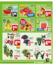 Stauden im EDEKA Prospekt in Rosenheim Aktueller EDEKA Prospekt mit Stauden, "Wir lieben Lebensmittel.", Seite 6