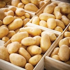 Pommes de Terre de Consommation Agata à Netto dans Les Angles-sur-Corrèze Pommes de Terre de Consommation Agata à Netto dans Les Angles-sur-Corrèze