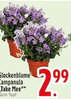Glockenblume Campanula 'Take Mee' im EDEKA Prospekt Glockenblume Campanula 'Take Mee' von im aktuellen EDEKA Prospekt für 2,99 €