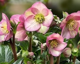 Hellébore Hgc Ice N'Roses Rosetta - Le pot de 2 litres - BOTANIC® - Botanic Hellébore Hgc Ice N'Roses Rosetta - Le pot de 2 litres - BOTANIC® à 14,99 € dans le catalogue Botanic