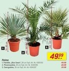 Palmlilie 'Blue Swan' Angebote bei toom Baumarkt Neuss für 49,99 €