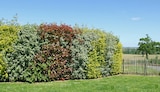 Arbuste de haies paysagères à Jardiland dans Bernay