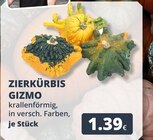 Zierkürbis Gizmo Angebote bei REWE Kerpen für 1,39 €