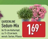Sedum-Mix im Angebot bei ALDI Nord in Falkensee Sedum-Mix Angebote von Gardenline bei ALDI Nord Falkensee für 1,69 €