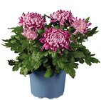 Chrysanthème grosse tête déco en promo chez Lidl Villiers-sur-Marne à 5,49 €