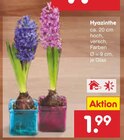 Hyazinthe von  im aktuellen Netto Marken-Discount Prospekt für 1,99 €