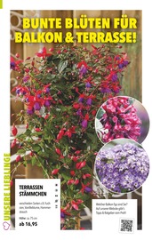 Aktueller Gartenland Würstle Prospekt mit Balkonpflanzen, "JETZT WIRD ES BUNT!", Seite 2