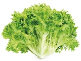 REWE Bergheim - ENDIVIEN SALAT Angebot im Prospekt ENDIVIEN SALAT bei REWE im Bergheim Prospekt für 1,69 €