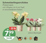 Schmetterlingsorchidee von  im aktuellen V-Markt Prospekt für 7,99 €