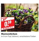 bauSpezi Neunkirchen - Hornveilchen Angebot im Prospekt Hornveilchen bei bauSpezi im Neunkirchen Prospekt für 0,59 €