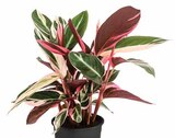 Korbmarante 'Triostar' von  im aktuellen Dehner Garten-Center Prospekt für 14,99 €