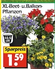 XL-Beet- und Balkon-Pflanzen bei Wreesmann im Prospekt "" für 1,59 €