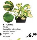 Funkie im Angebot bei Dehner Garten-Center in Fellbach Funkie Angebote bei Dehner Garten-Center Fellbach für 6,99 €