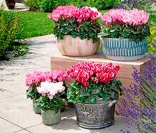 Mini-cyclamen odorant à Jardiland dans Bonneuil-sur-Marne Mini-cyclamen odorant à Jardiland dans Bonneuil-sur-Marne