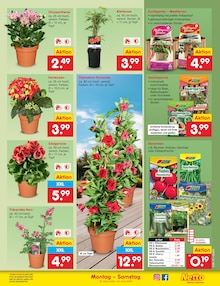 Blumen im Netto Marken-Discount Prospekt "Aktuelle Angebote" mit 65 Seiten (Bremen)