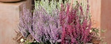 Knospenheide 'Garden Girls' bei Hagebaumarkt im Pößneck Prospekt für 1,99 €