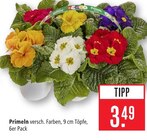 Primeln im Angebot bei Marktkauf in Rottenburg Primeln Angebote bei Marktkauf Rottenburg für 3,49 €