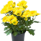 Aktuelles Chrysantheme Angebot bei OBI in Nürnberg ab 1,29 €