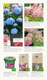 Hortensie Angebot & Preis im aktuellen Pflanzen Kölle Prospekt Hortensie Angebot im aktuellen Pflanzen Kölle Prospekt auf Seite 4