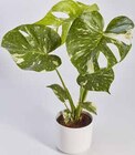 Monstera Thai Constellation im Angebot bei Marktkauf in Lörrach Monstera Thai Constellation Angebote bei Marktkauf Lörrach für 13,99 €