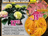 Hornbach Erlangen - Bunte Sträuchervielfalt Angebot im Prospekt Bunte Sträuchervielfalt bei Hornbach im Erlangen Prospekt für 12,95 €