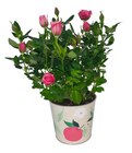 Foire aux plantes colorées - Carrefour à Ajaccio Foire aux plantes colorées en promo chez Carrefour Ajaccio à 3,49 €