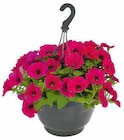 Aktuelle Geranien Angebote bei Hagebaumarkt in Karlsruhe Aktuelles Beetpflanzen-Ampel Angebot bei Hagebaumarkt in Karlsruhe ab 9,99 €