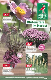 Kiebitzmarkt Pampasgras im Prospekt Kiebitzmarkt Pampasgras im Prospekt