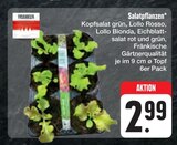 E center Seßlach - Salatpflanzen Angebot im Prospekt Salatpflanzen bei E center im Seßlach Prospekt für 2,99 €