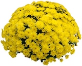 Aktuelle Pflanzen Angebote bei REWE in Hannover Aktuelles Chrysanthemen Angebot bei REWE in Hannover ab 3,49 €