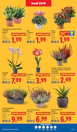 Prix et réduction Plante D'intérieur dans le prospectus Lidl en cours Offre Plante D'intérieur dans le catalogue Lidl du moment à la page 27