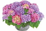PFLANZARRANGEMENT im Angebot bei Dehner Garten-Center in Heidenheim PFLANZARRANGEMENT Angebote bei Dehner Garten-Center Heidenheim für 34,99 €