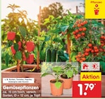 Gemüsepflanzen Angebote bei Netto Marken-Discount Magdeburg für 1,79 €